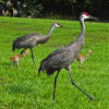 inception-app-prod/MDdkMWJkMzYtOTJhYy00NGRkLWFmMDUtODNiMmY3YmZkYzRj/content/2018/03/halpatiokee sandhill cranes 300.jpg
