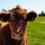 inception-app-prod/ZmFmNmJjNDItMjI0Zi00Y2FjLTgwOTctNTc5MGJjZDYzYWI2/content/2021/07/brown-cattle-on-green-lawn-grass-during-daytime-162240(1).jpg