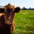 inception-app-prod/ZmFmNmJjNDItMjI0Zi00Y2FjLTgwOTctNTc5MGJjZDYzYWI2/content/2021/07/brown-cattle-on-green-lawn-grass-during-daytime-162240(4).jpg