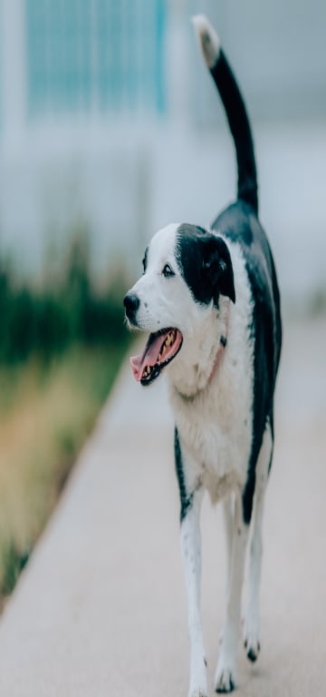 inception-app-prod/MDRiYTdlMGQtYzNkNC00OGUzLWFjNmEtZjQyN2QxZTdjYTU2/content/2019/07/Poppy cropped.jpg